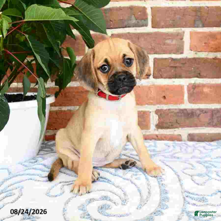Puggle dogs Sindy - Ad 2