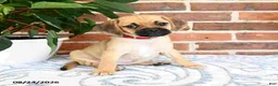 Puggle dogs for sale: Sindy - Ad 2