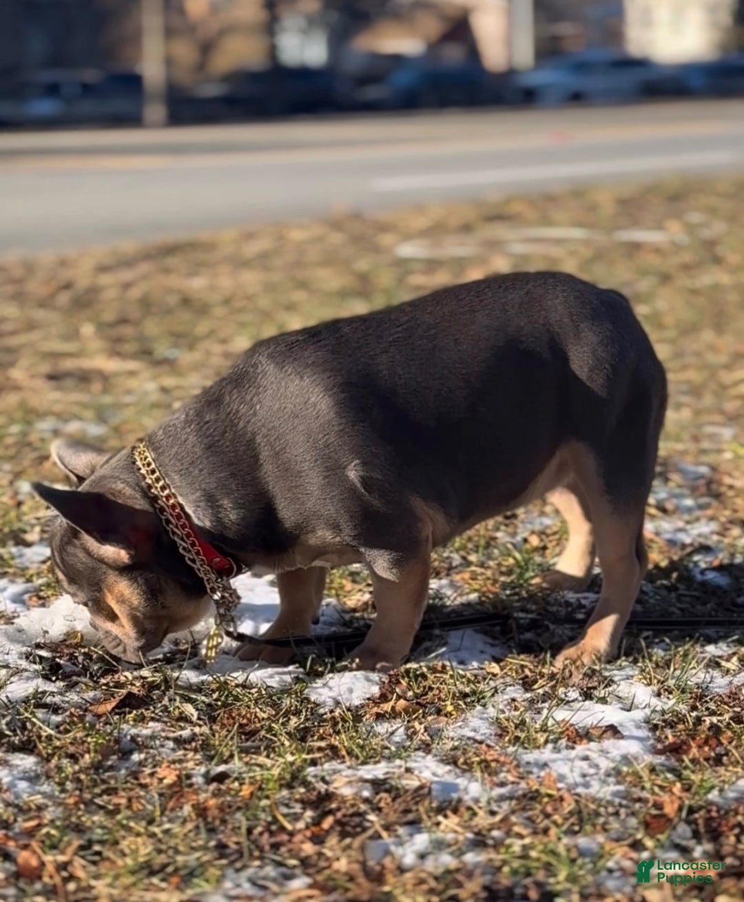 French Bulldog dogs for sale: French Bulldog Puppy 2 - Ad 4