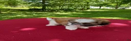 Shih Tzu dogs for sale: Pearl - Ad 3