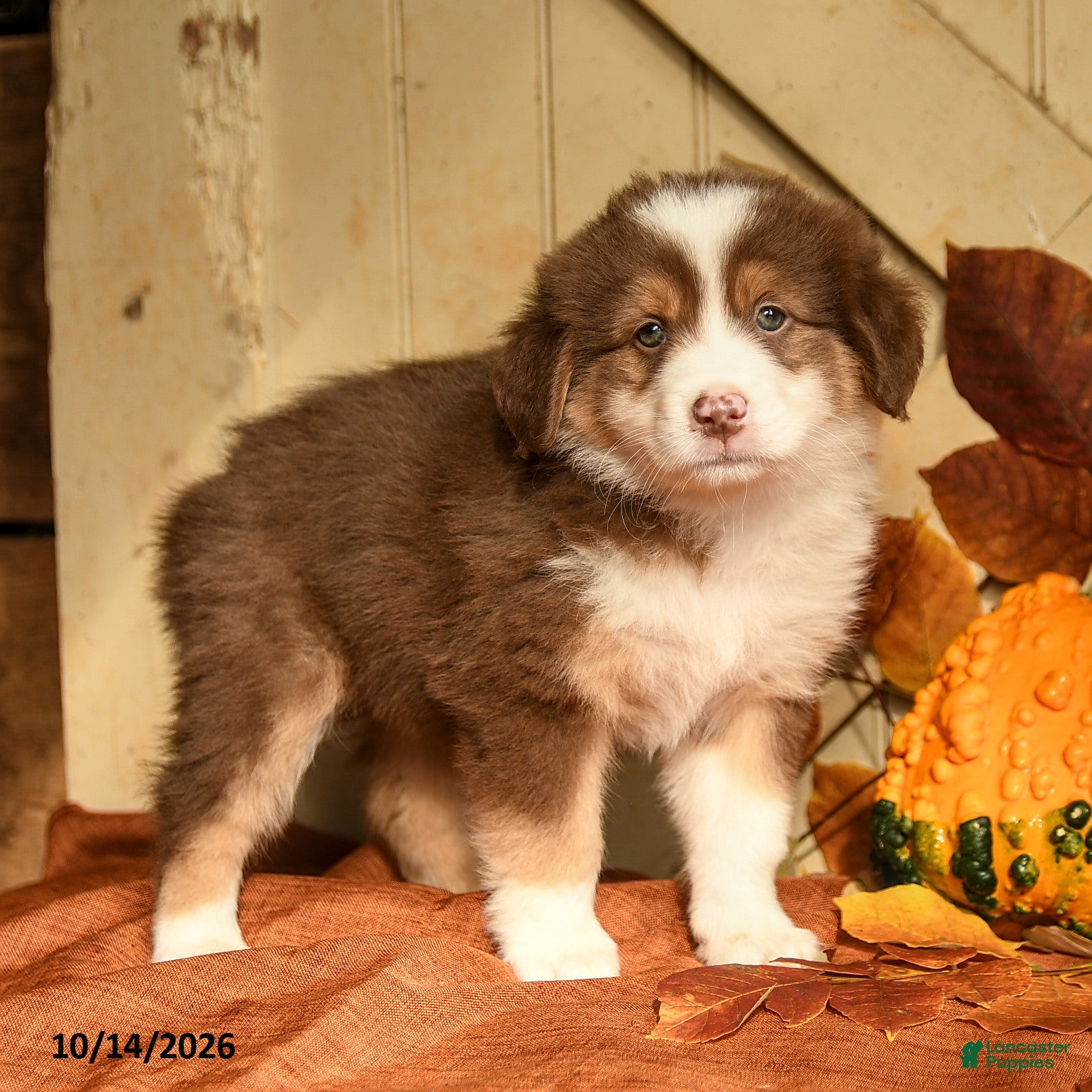 Australian Shepherd dogs for sale: Ember - Ad 2