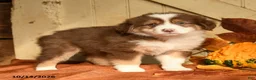 Australian Shepherd dogs for sale: Ember - Ad 2