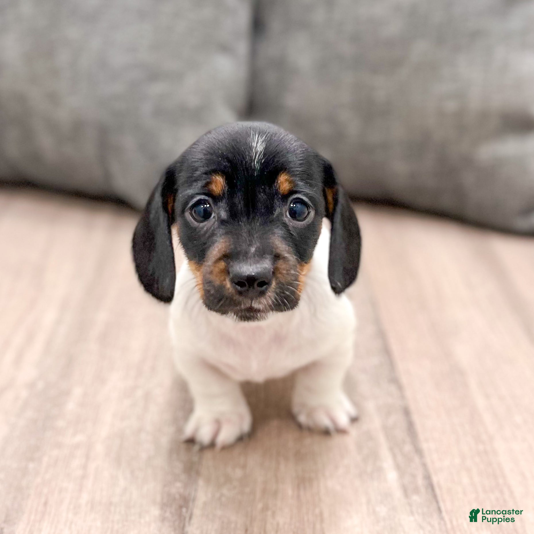 Miniature Dachshund dogs Jasmine - Ad 2