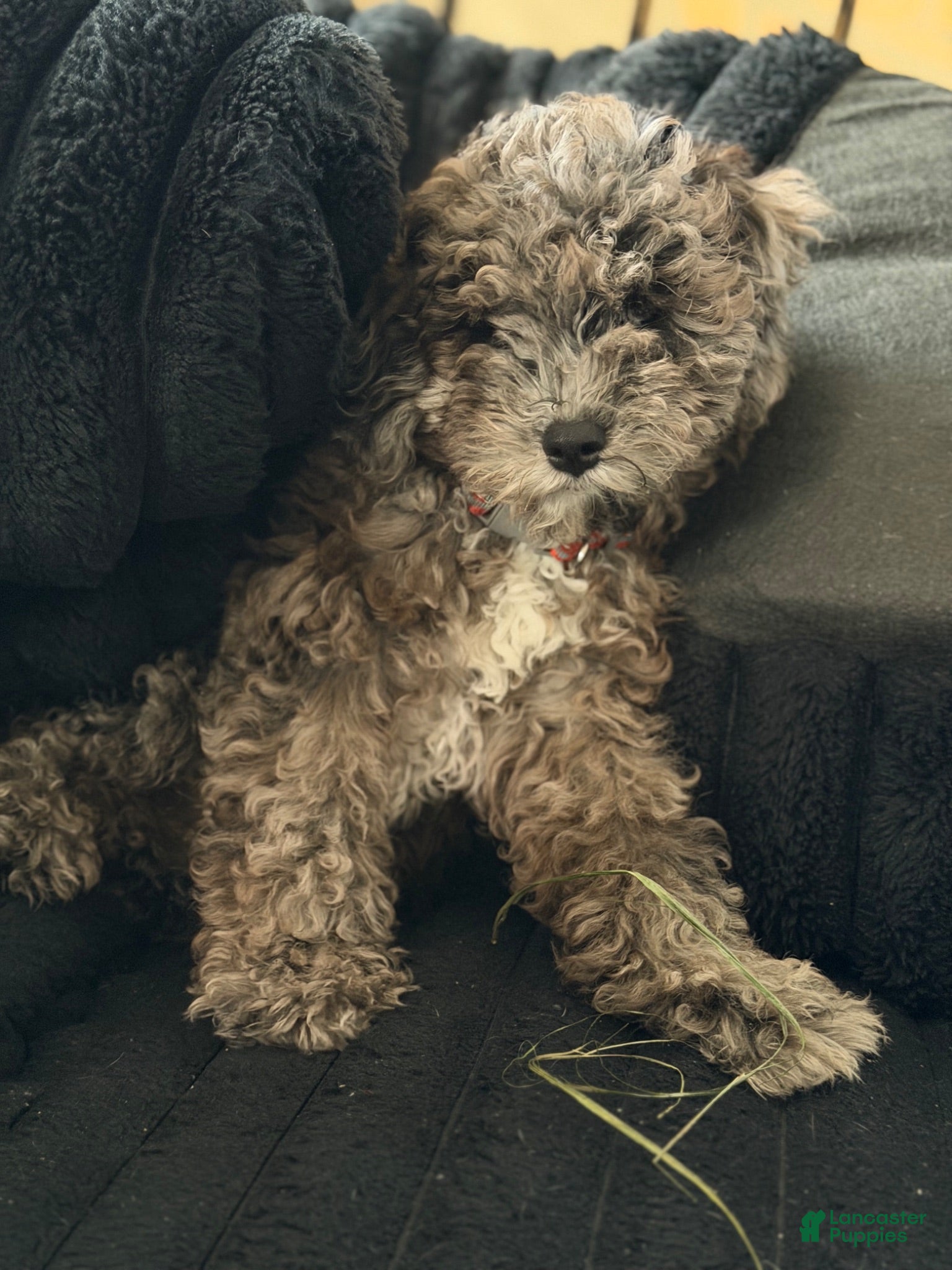 Goldendoodle dogs Goldendoodle 1 - Ad 1