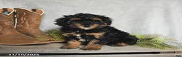 Cavachon dogs for sale: Winter - Ad 2