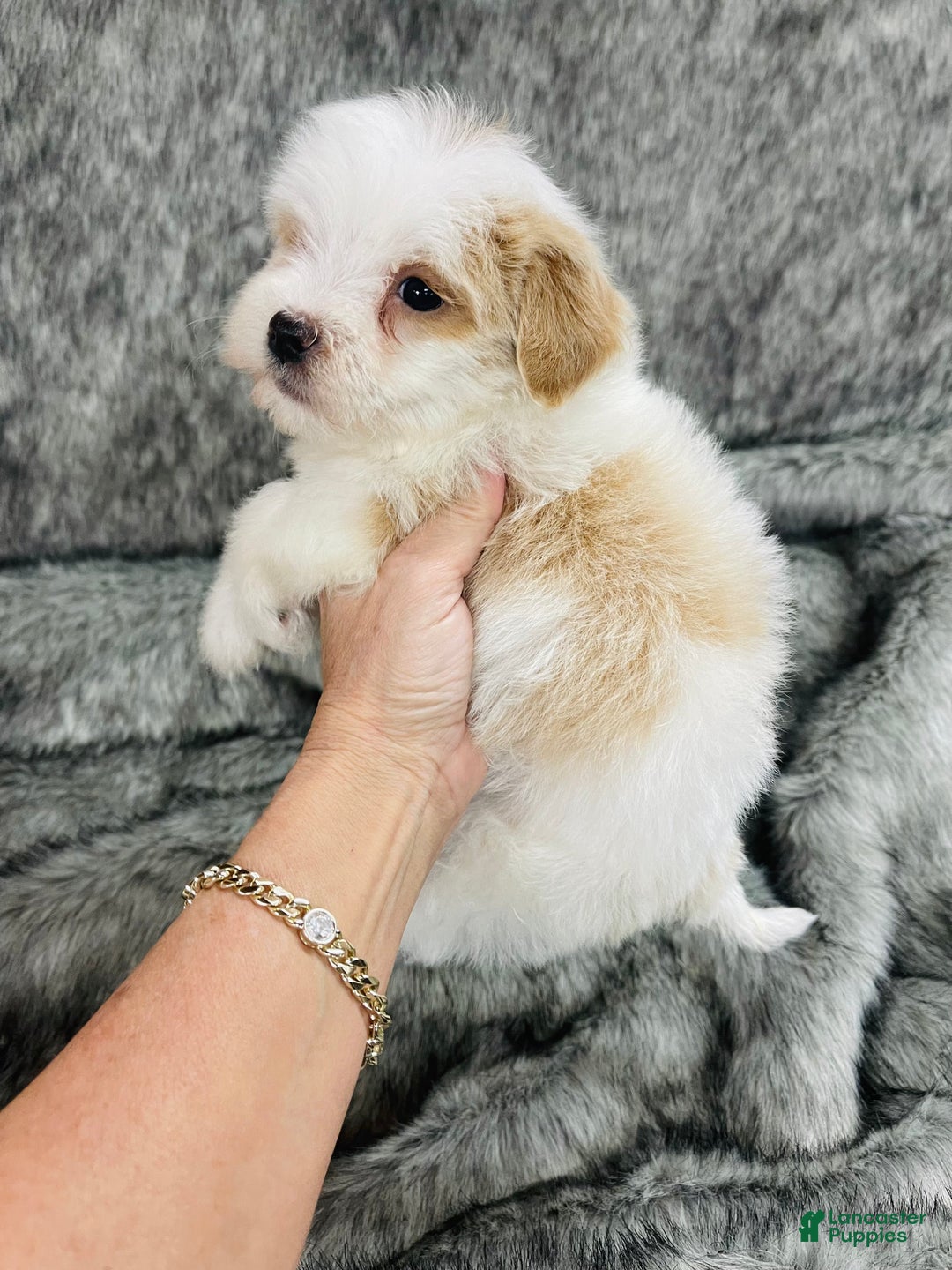 Mixed Breed dogs for sale: peaches and cream - Ad 5