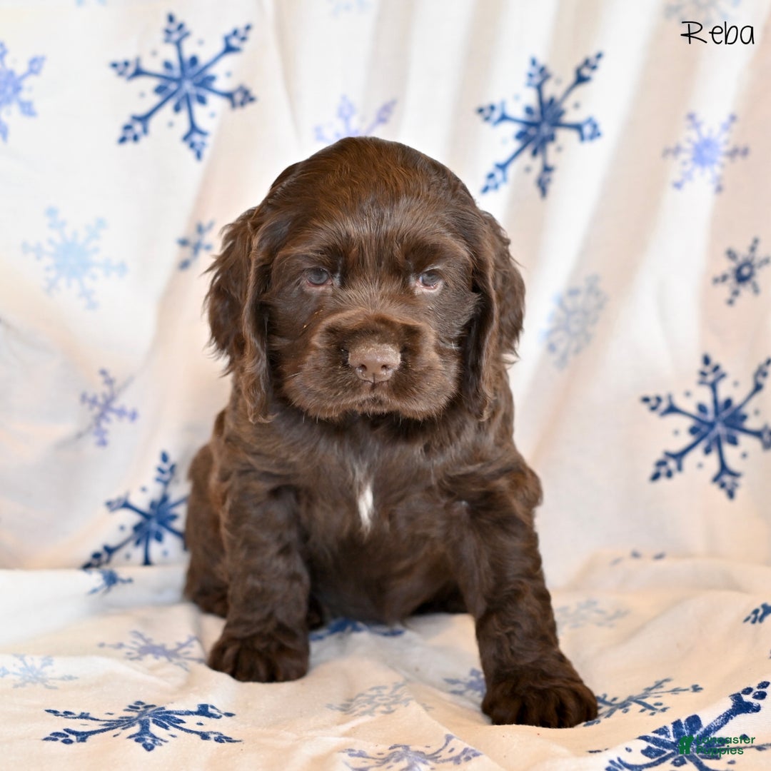 Cocker Spaniel dogs for sale: Reba - Ad 1