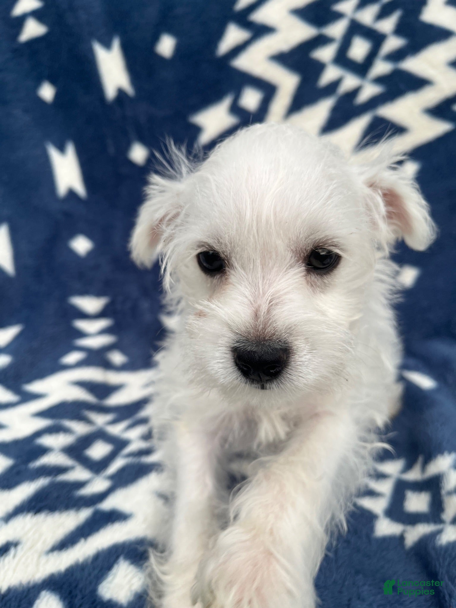 Miniature Schnauzer dogs AKC Lady  - Ad 1