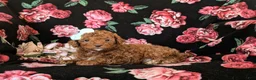 Cockapoo dogs for sale: Jasmine Hypoallergenic - Ad 5