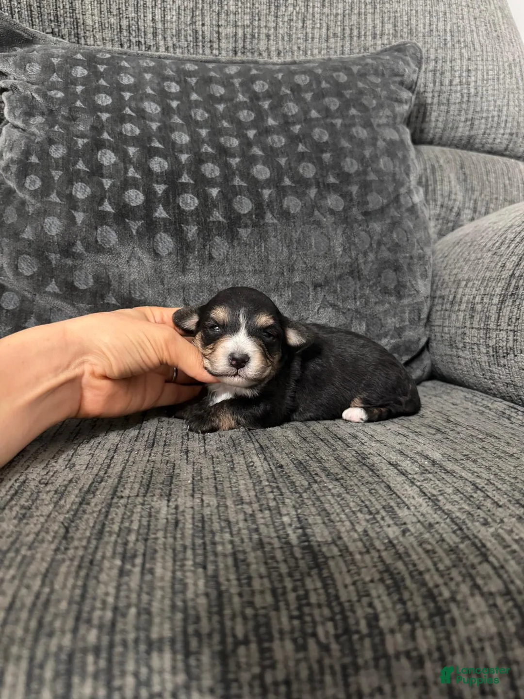 Yorkiepoo dogs for sale: Pudge - Ad 2