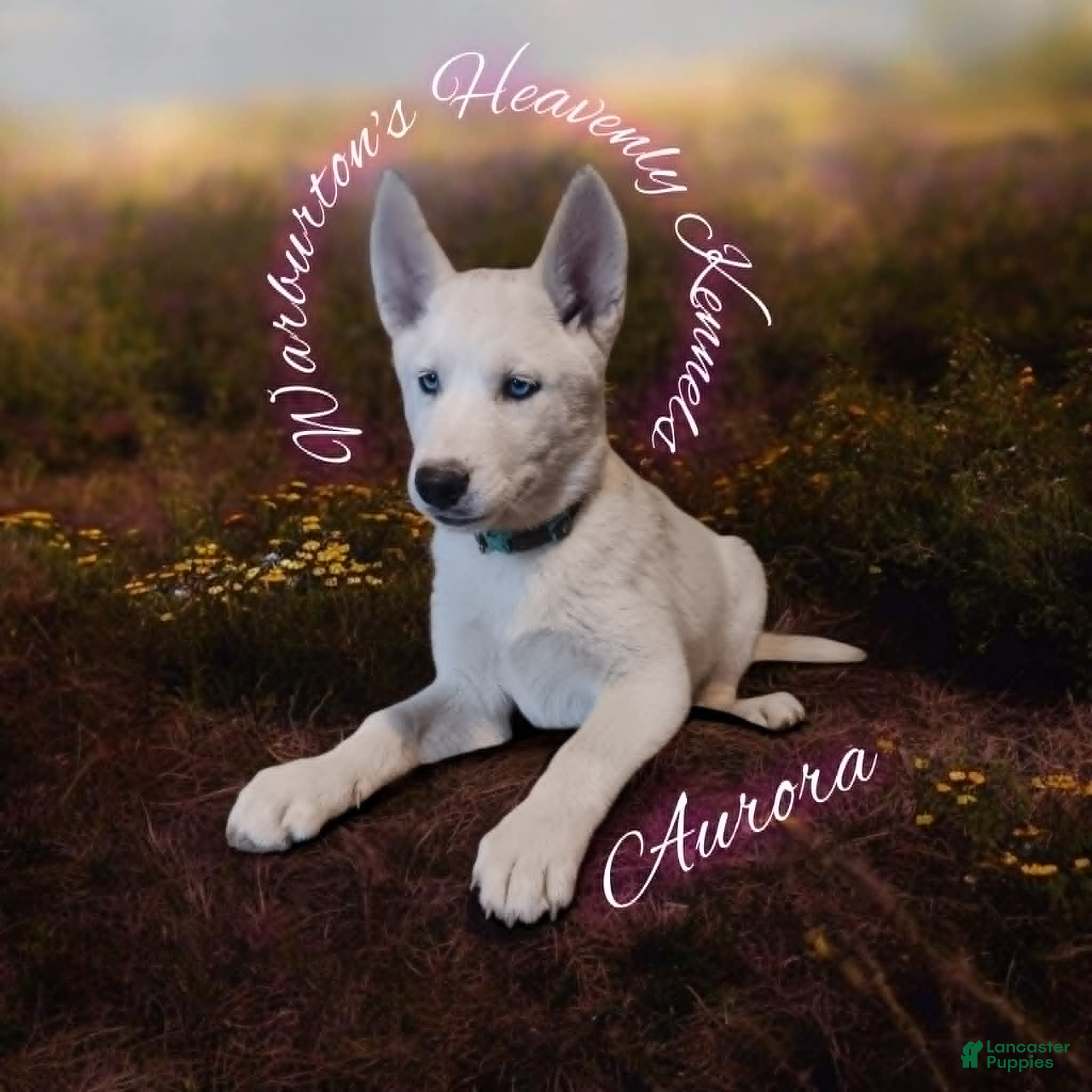 Siberian Husky dogs Aurora  - Ad 35