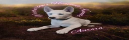 Siberian Husky dogs for sale: Aurora  - Ad 1