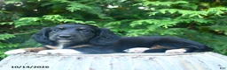 Miniature Dachshund dogs for sale: Fletcher - Ad 4