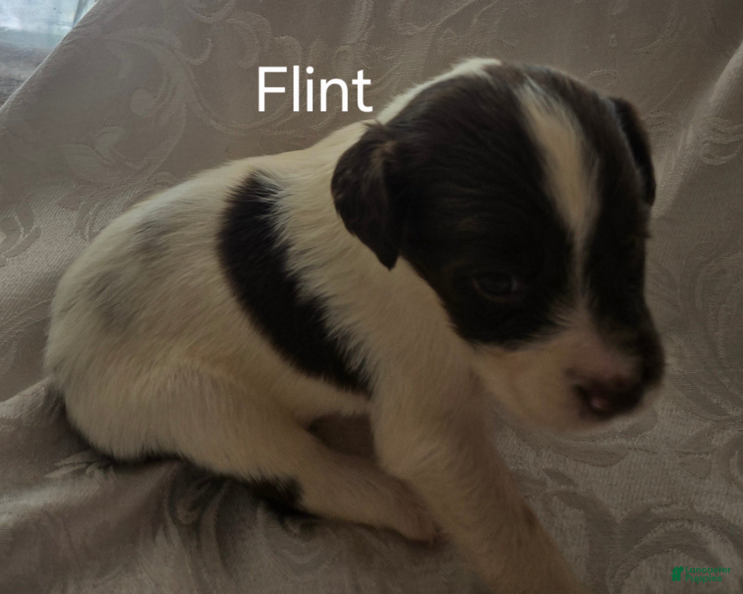 English Springer Spaniel dogs Flint - Ad 1