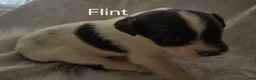 English Springer Spaniel dogs for sale: Flint - Ad 1