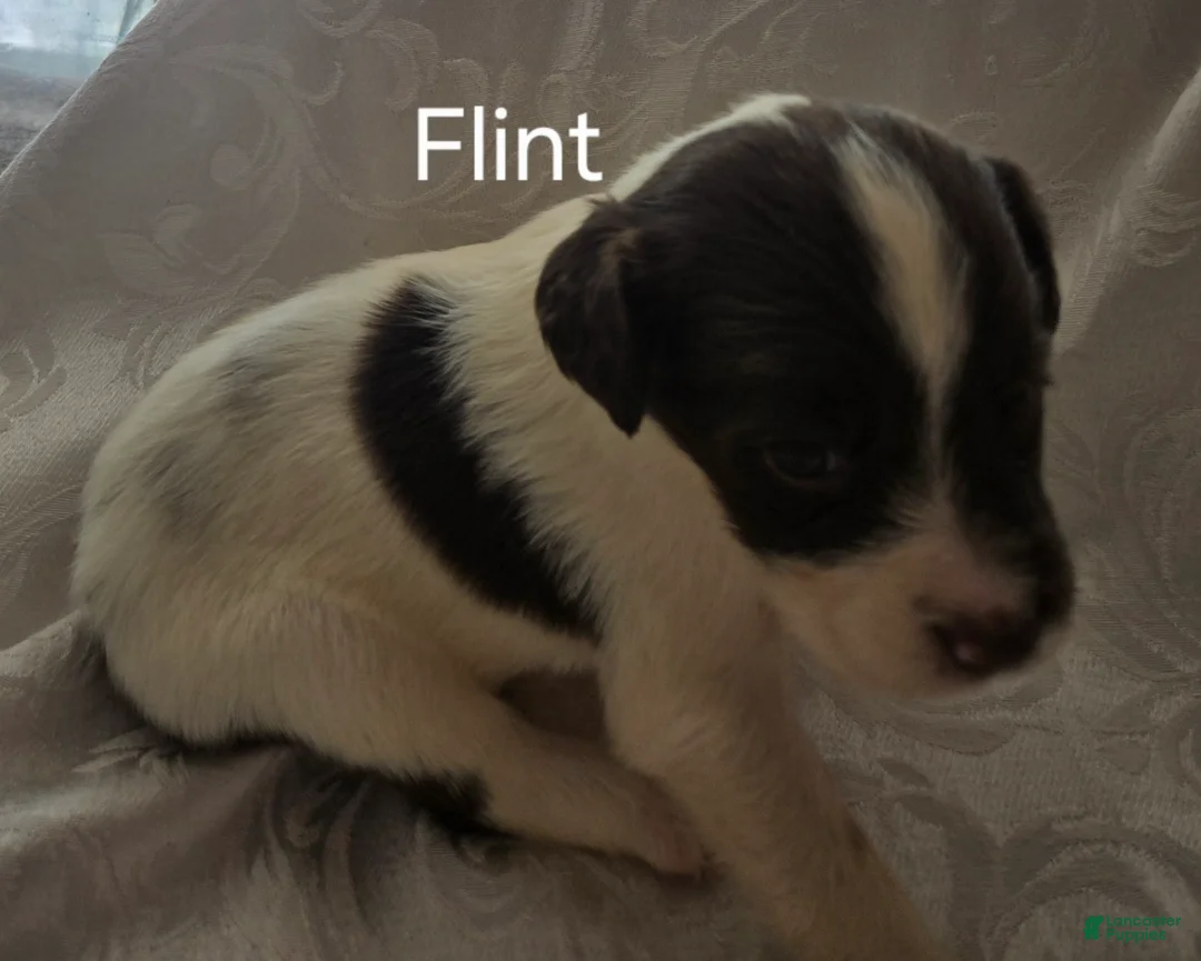 English Springer Spaniel dogs for sale: Flint - Ad 1