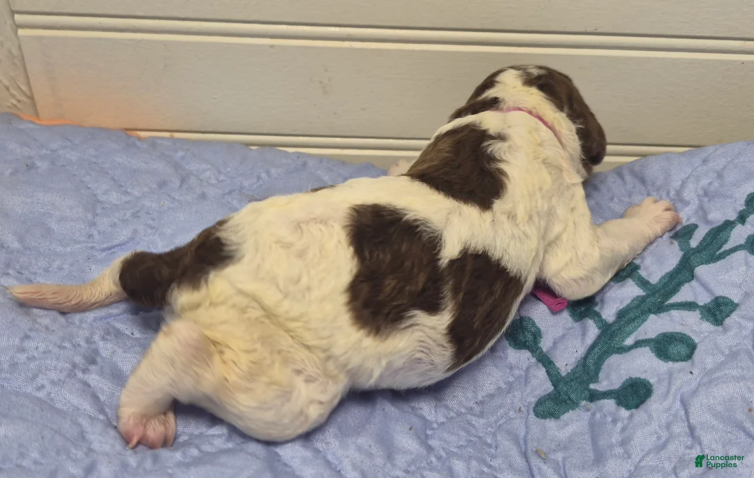 Labradoodle dogs for sale: Kohlrabi  - Ad 2