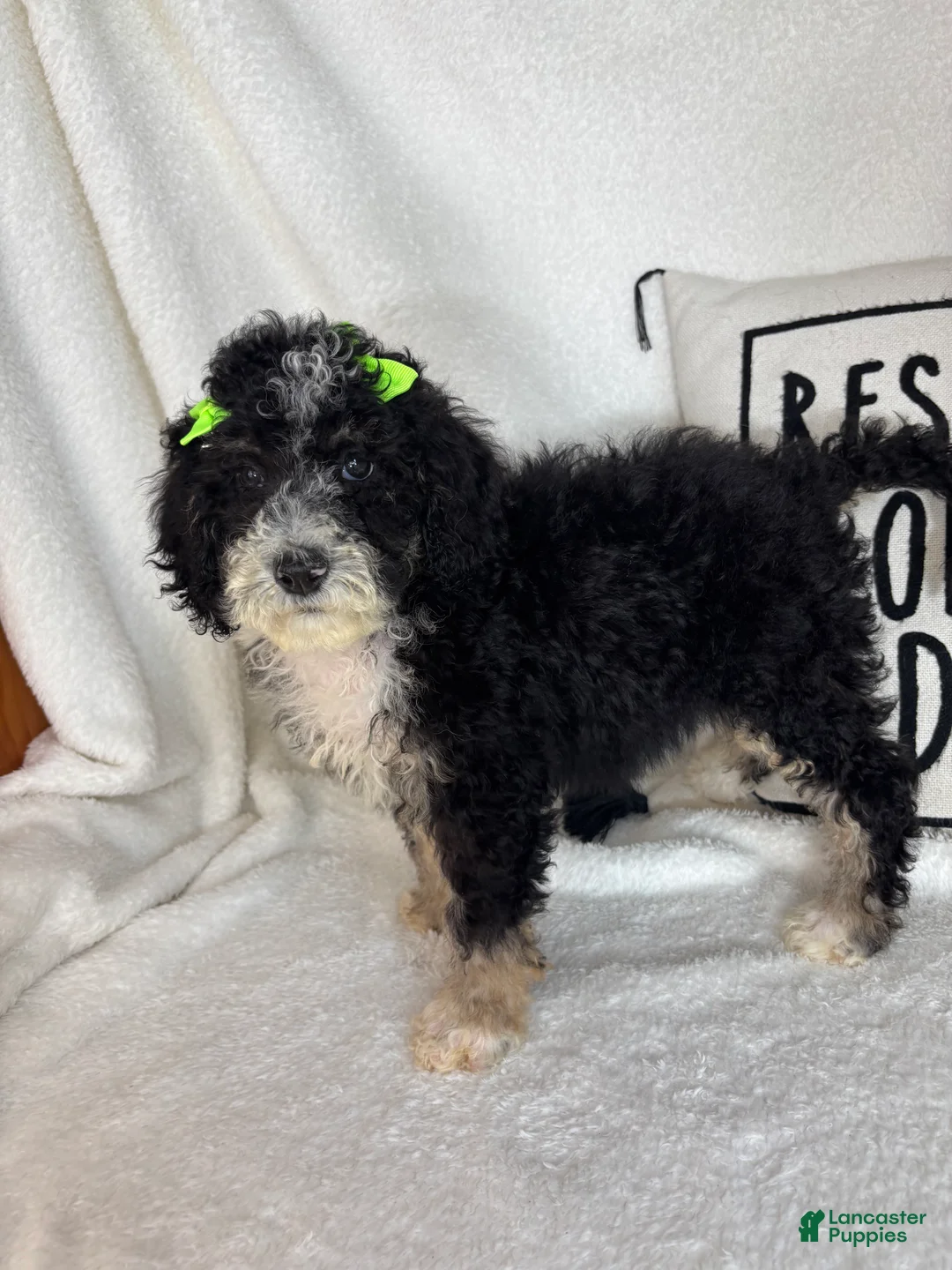 Bernedoodle dogs for sale: Molly - Ad 2