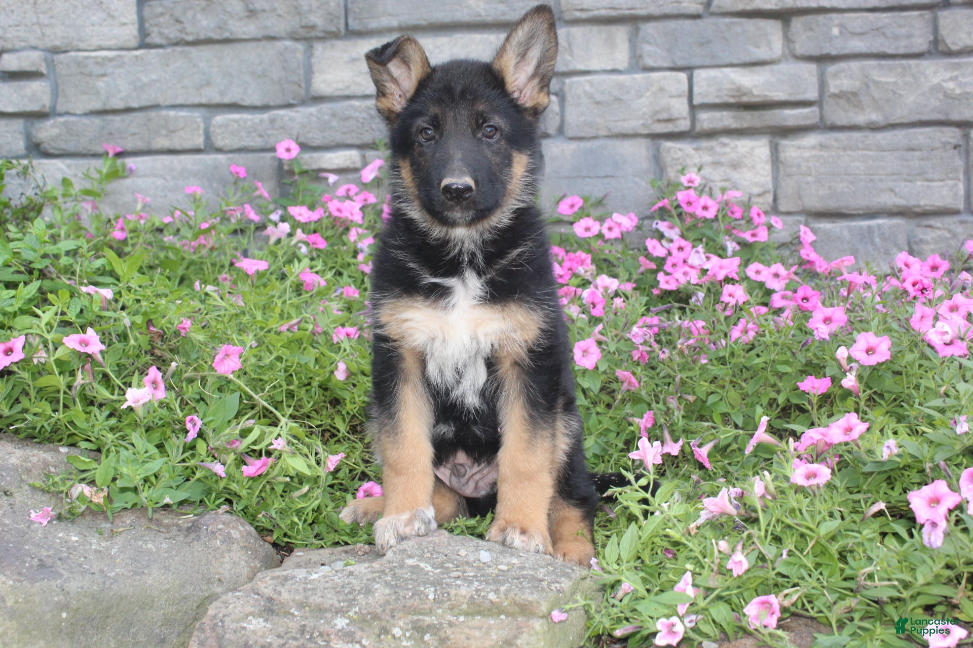 German Shepherd dogs Ace - Ad 1