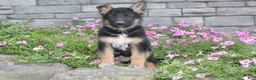German Shepherd dogs for sale: Ace - Ad 5