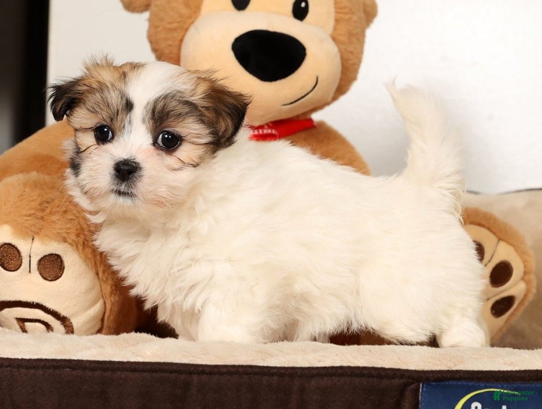 Malshi dogs for sale: Nala - Ad 1