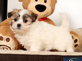 Malshi dogs Nala - Ad 9