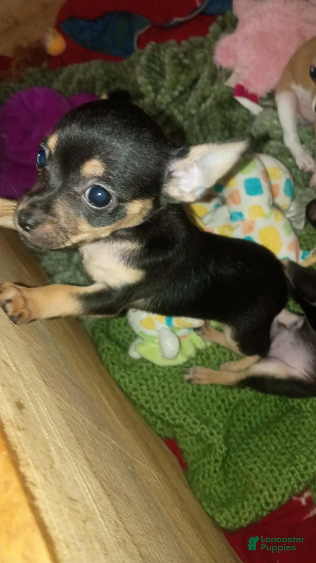 Chihuahua dogs for sale: Chihuahua 1 - Ad 2