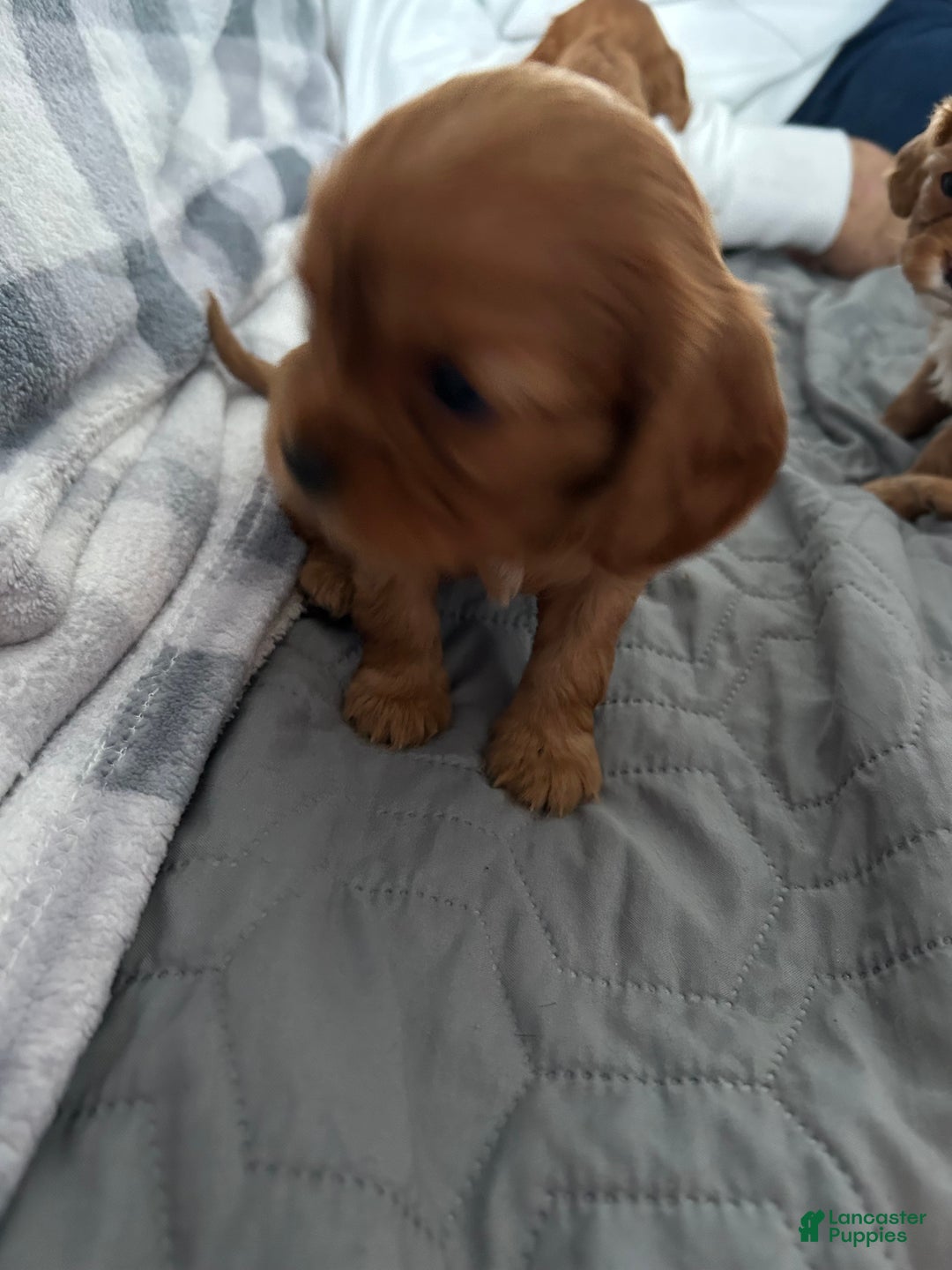 Cavalier King Charles Spaniel dogs for sale: Cinnamon  - Ad 2