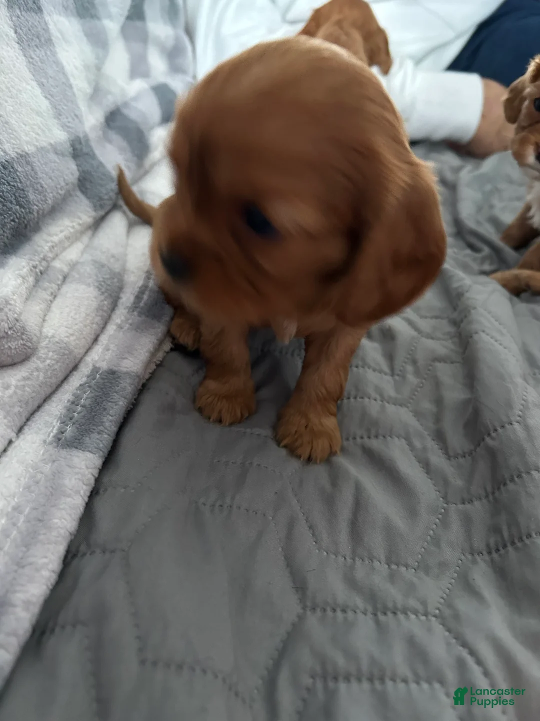 Cavalier King Charles Spaniel dogs for sale: Cinnamon  - Ad 2