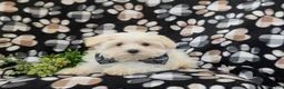 Maltese dogs for sale: Gus 7 lbs Full Grown - Ad 8