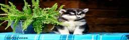 Pomsky dogs for sale: Tootsie - Ad 6