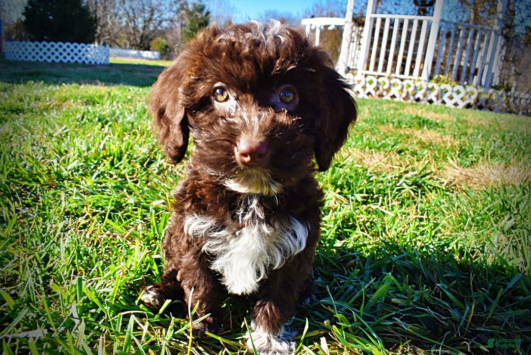 Havapoo dogs for sale: Sunny - Ad 8