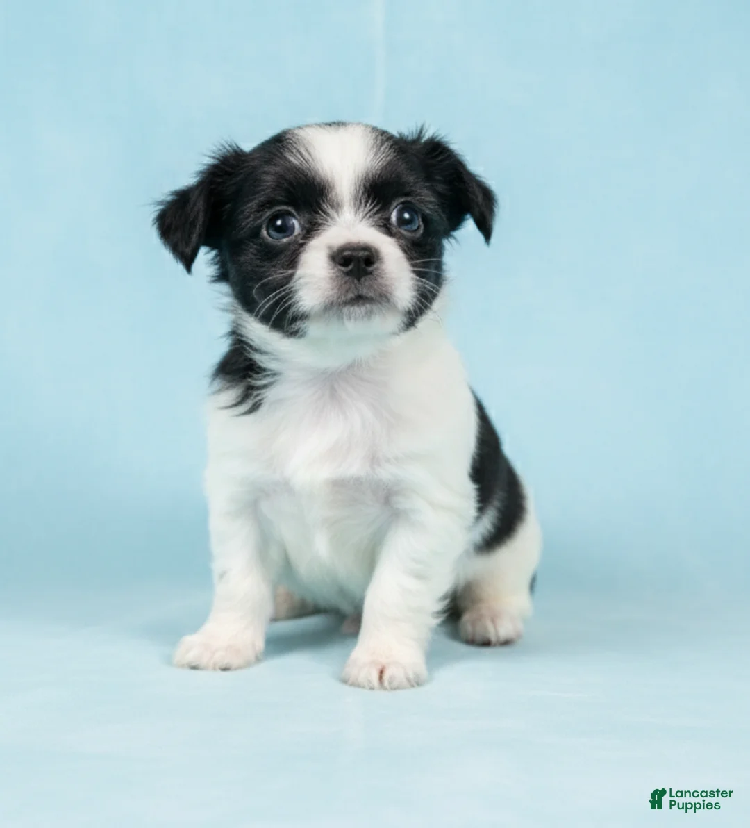 Mixed Breed dogs for sale: Danny - Ad 4