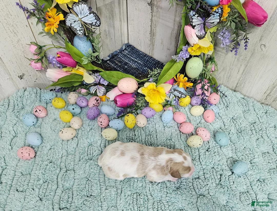 Cavapoo dogs for sale: F1 Asher - Ad 2