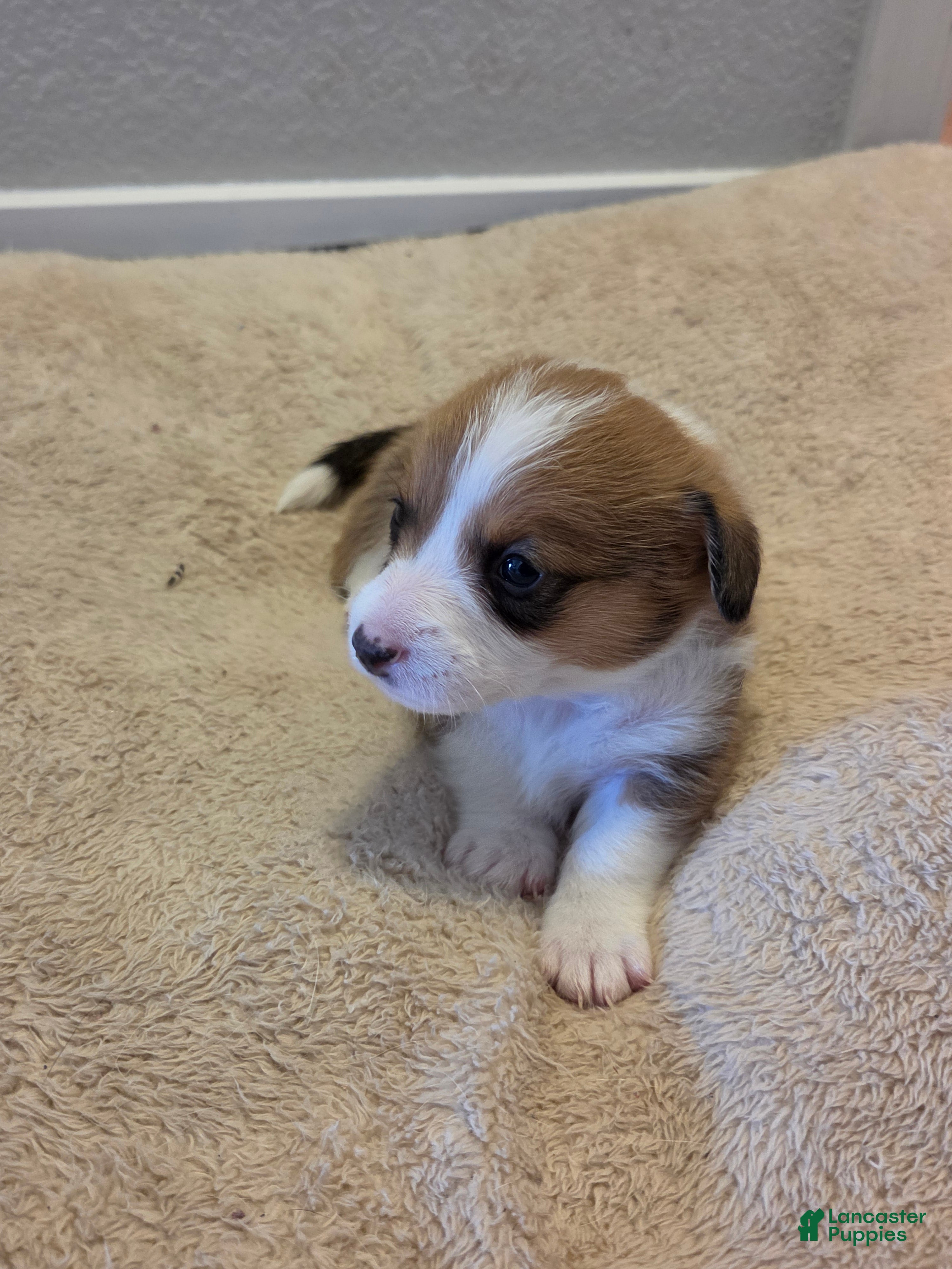 Mixed Breed dogs White - Ad 33