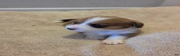 Mixed Breed dogs for sale: White - Ad 1