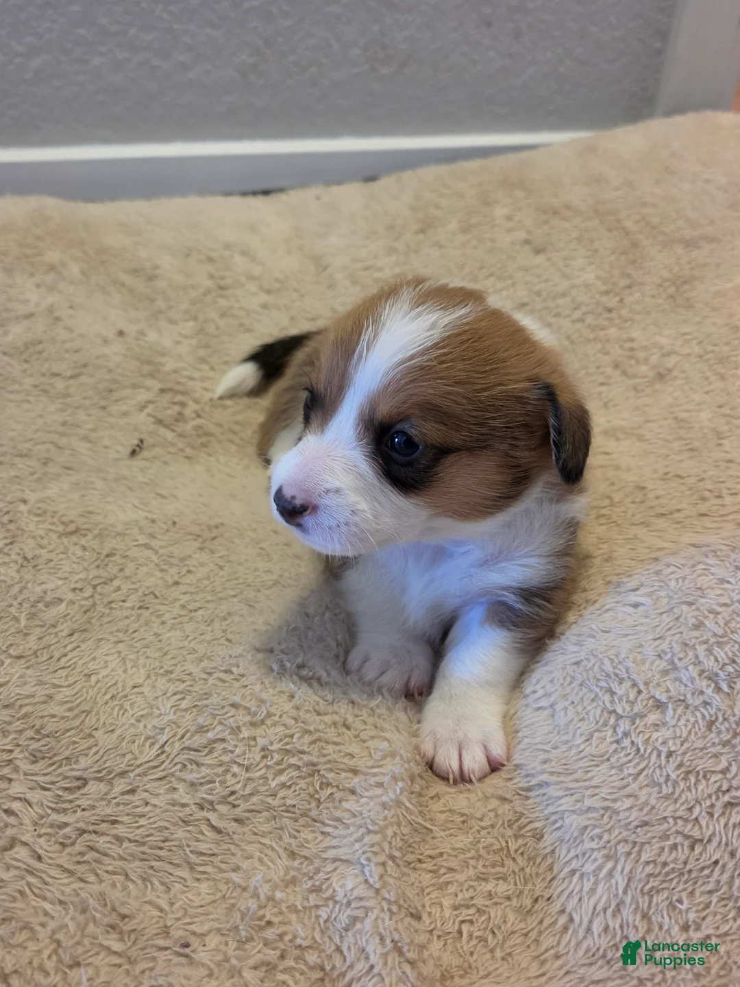Mixed Breed dogs for sale: White - Ad 1