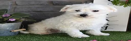 Maltipoo dogs for sale: Ricky - Ad 7