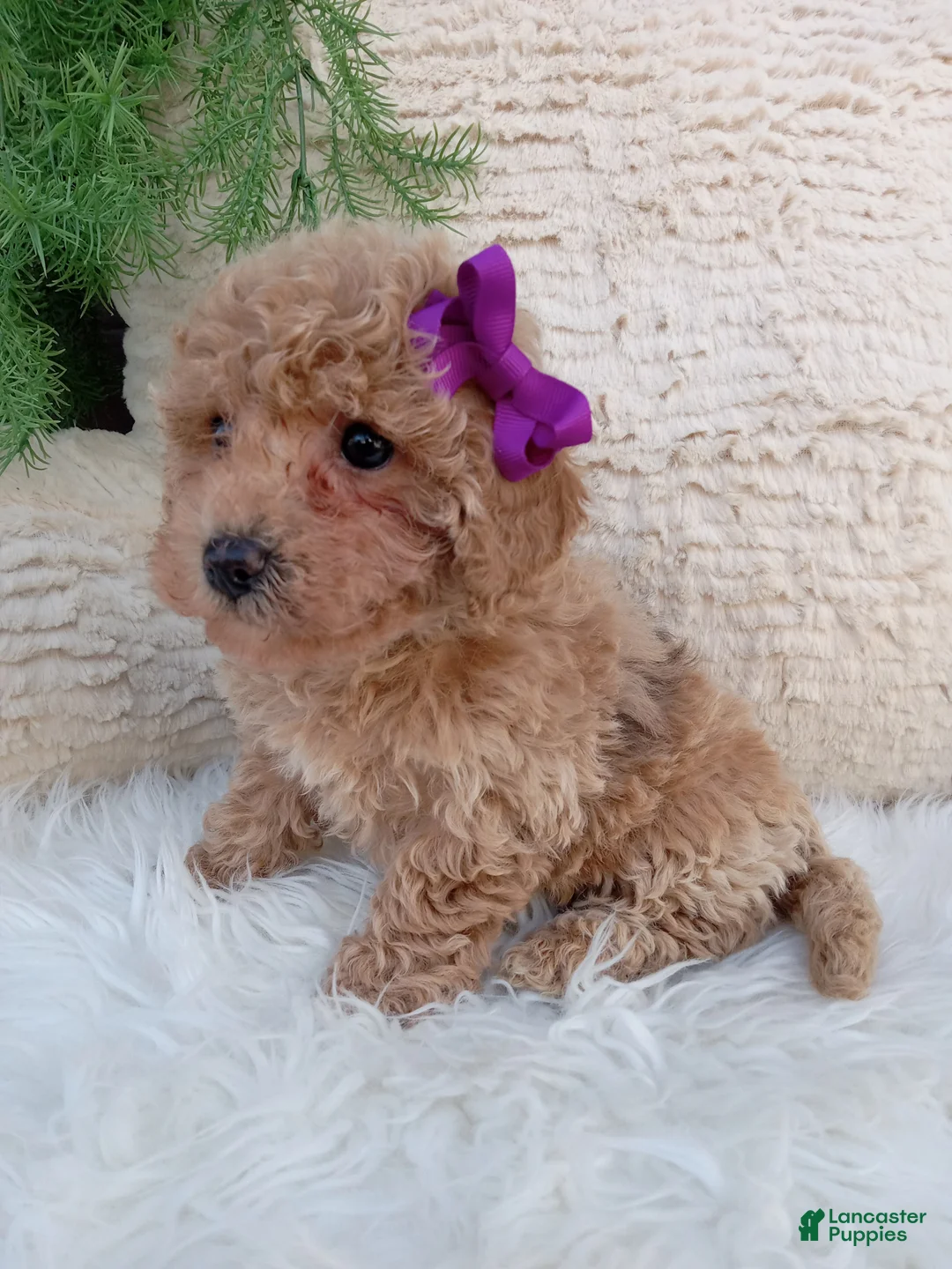 Bichpoo dogs for sale: Jazzy - Ad 1