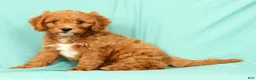 Cavapoo dogs for sale: Peanut - Ad 3