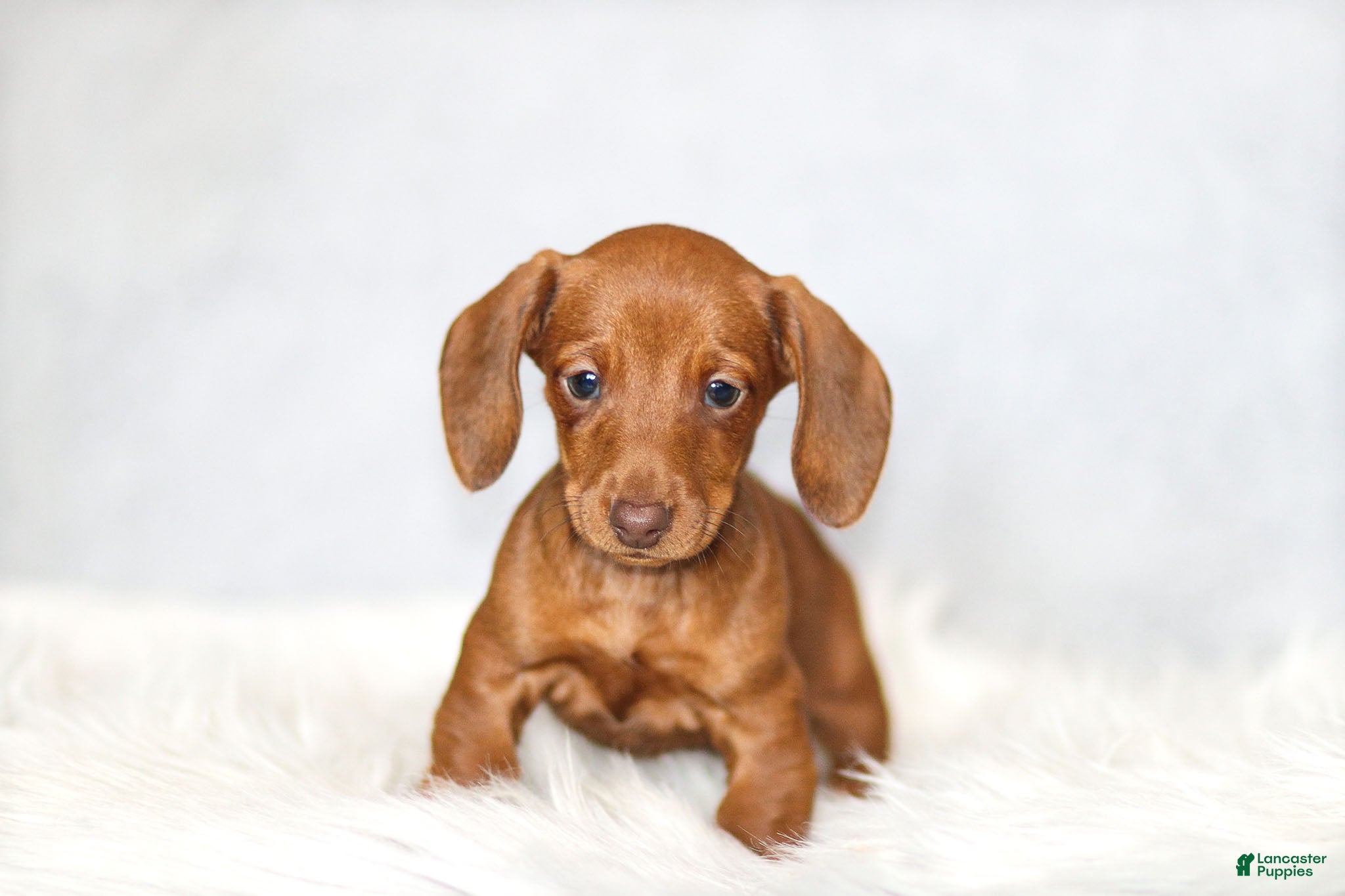 Miniature Dachshund dogs Olivia - Ad 21