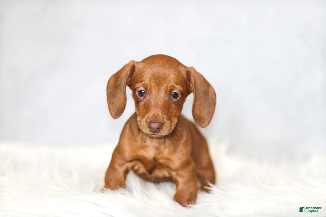Miniature Dachshund dogs for sale: Olivia - Ad 1