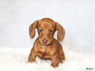 Miniature Dachshund dogs Olivia - Ad 21