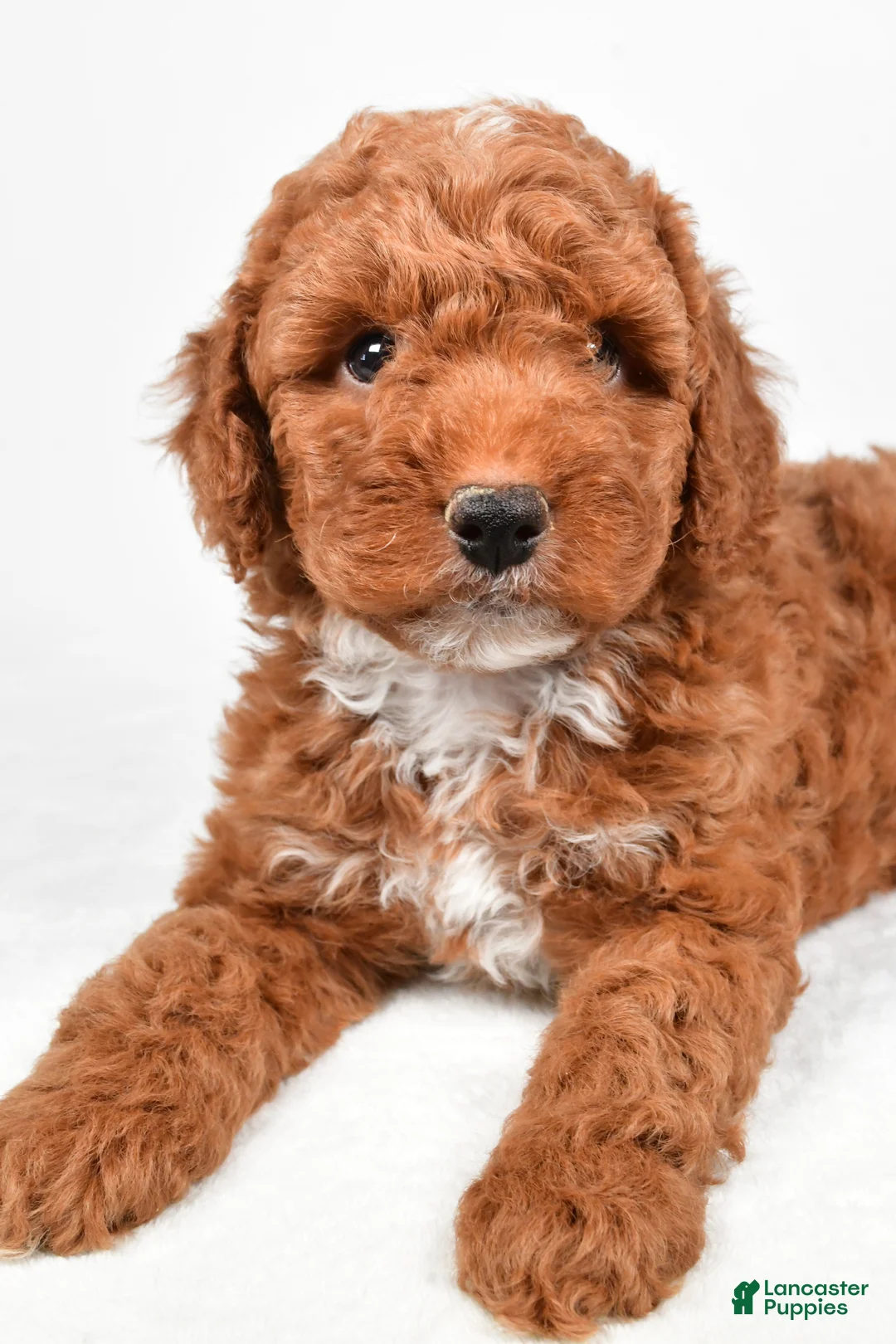 Miniature Poodle dogs for sale: Ranger - Ad 5