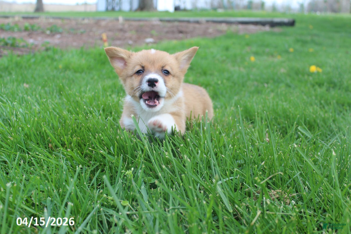 Welsh Corgi Pembroke dogs Bingo - Ad 1