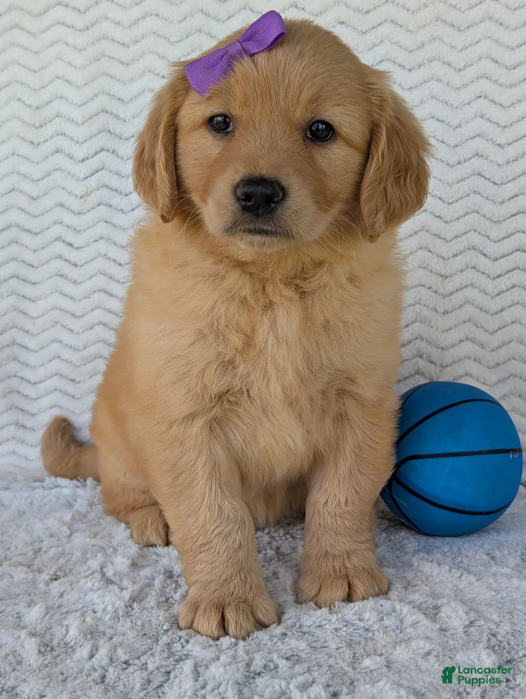 Golden Retriever dogs for sale: Miss Stella  - Ad 1