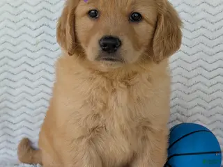 Golden Retriever dogs Miss Stella - Ad 2