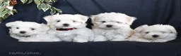 Maltese dogs for sale: Fiona - Ad 5