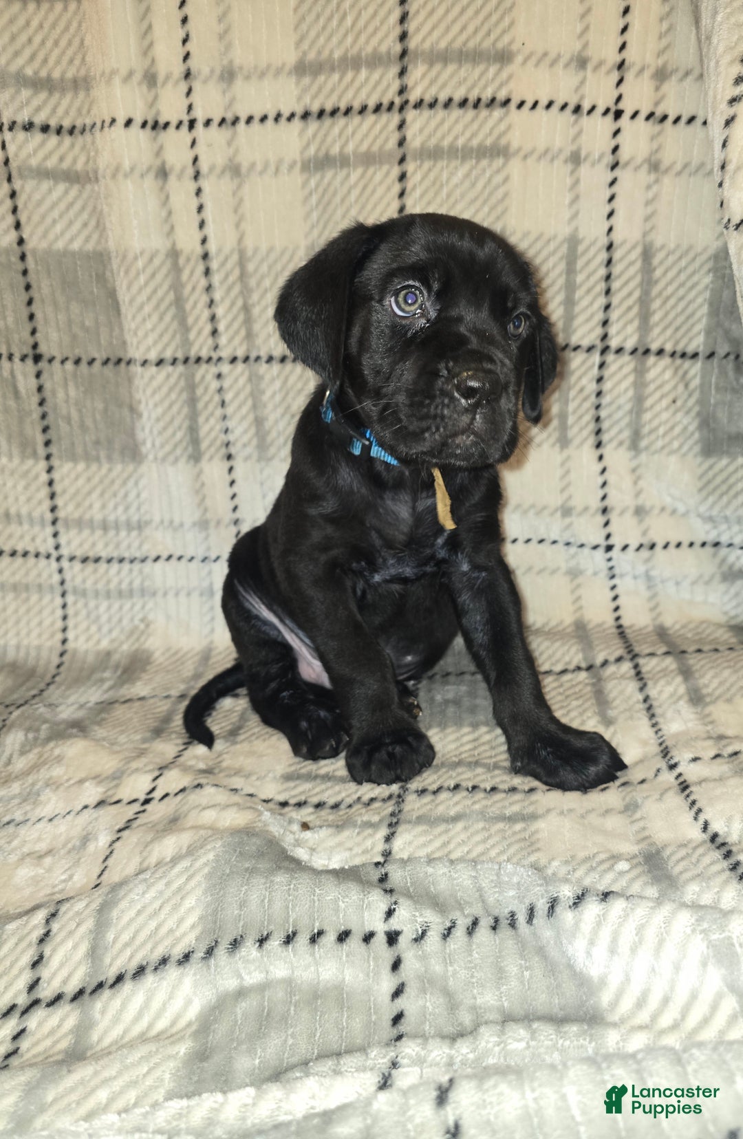 Cane Corso dogs for sale: Malkome - Ad 1