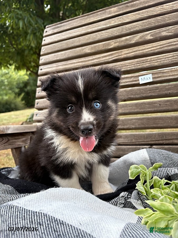 Pomsky dogs Max - Ad 1